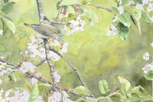 Reproducerad akvarell/giclée - Lövsångare i körsbärsträd